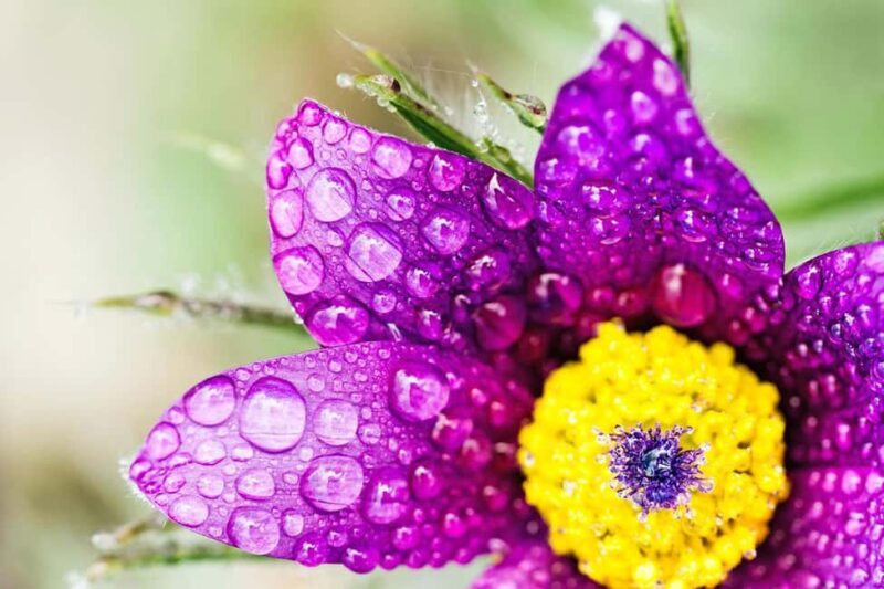 Berlin: Macro photography course - Nature in detail - Why This Photography Course Is Worth It
