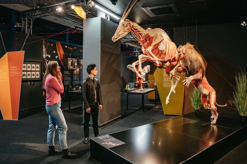 Berlin: Tickets for the BODY WORLDS Museum in Berlin - An Overview of What You’ll Encounter