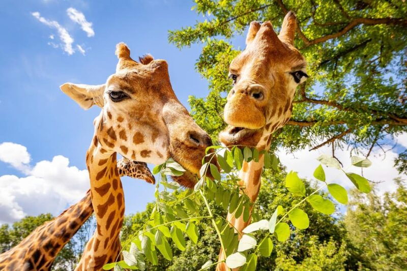 berlin-tickets-for-the-tierpark-in-east-berlin