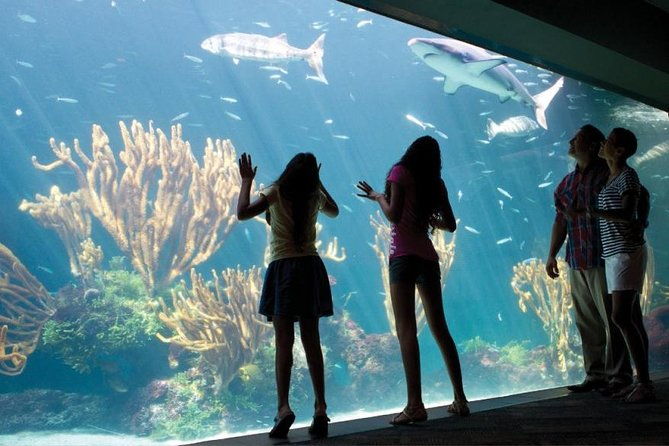 bermuda-aquarium-and-crystal-caves-admission