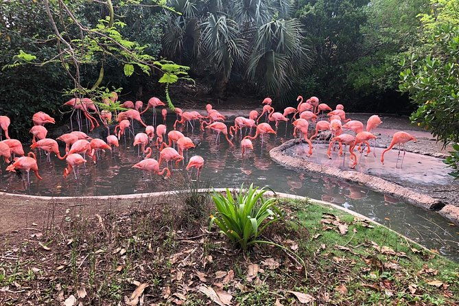 bermuda-aquarium-and-crystal-caves-admission