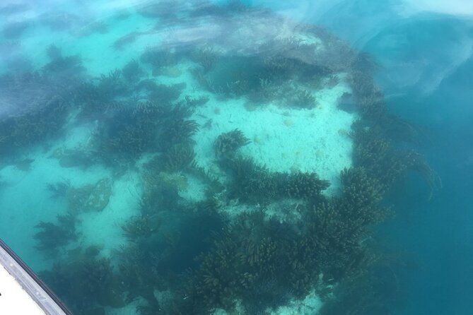 bermuda-glass-bottom-boat-cruise