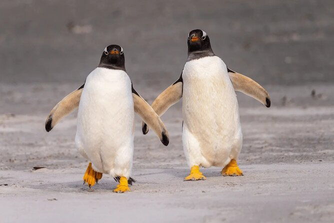 berthas-beach-penguin-experience