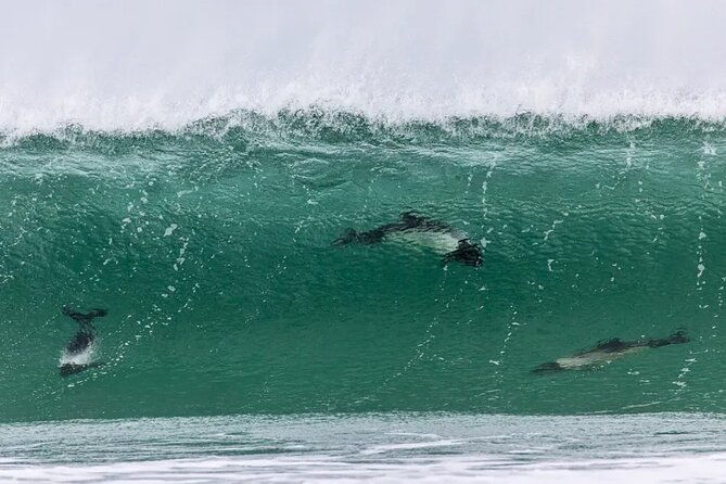 berthas-beach-penguin-experience