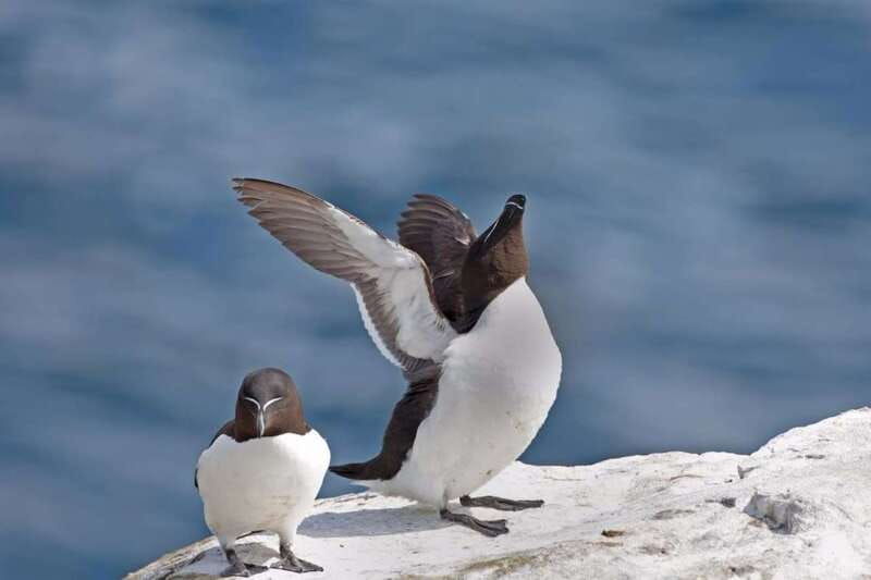 berthier-sur-mer-1000-razorbill-penguins-observation-cruise