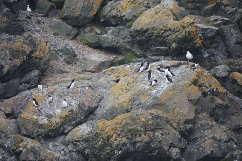 berthier-sur-mer-1000-razorbill-penguins-observation-cruise