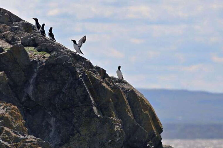 berthier-sur-mer-1000-razorbill-penguins-observation-cruise