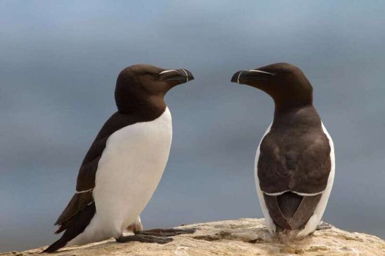 berthier-sur-mer-1000-razorbill-penguins-observation-cruise