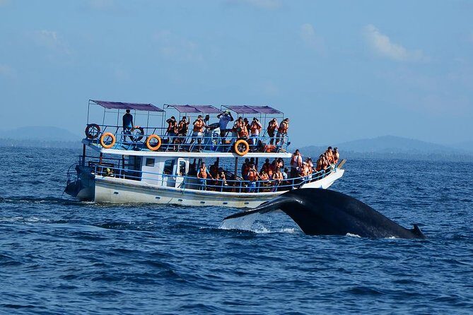 Bespoke Whale Watching Cruise to witness finned giants  Mirissa - Why Choose This Whale Watching Experience?