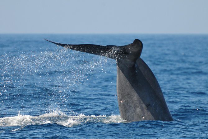 Bespoke Whale Watching Cruise to witness finned giants  Mirissa - The Itinerary and What You Can Expect