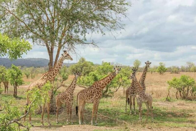 BEST 3-DAY TANZANIA SAFARI TOUR FROM ARUSHA - Who Should Consider This Safari?