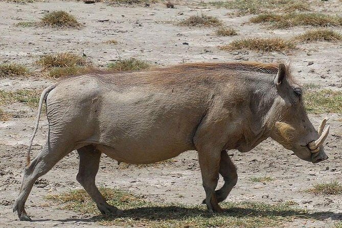 Best 3 days Tanzania shared Safari Tarangire Ngorororo Manyara - Exploring the Itinerary: What You Can Expect