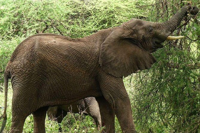 Best 3 days Tanzania shared Safari Tarangire Ngorororo Manyara - Practical Tips for Your Safari