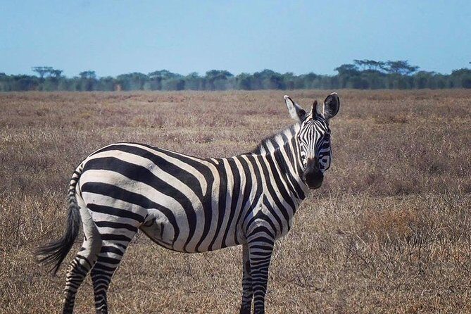 Best 3 days Tanzania shared Safari Tarangire Ngorororo Manyara - FAQs