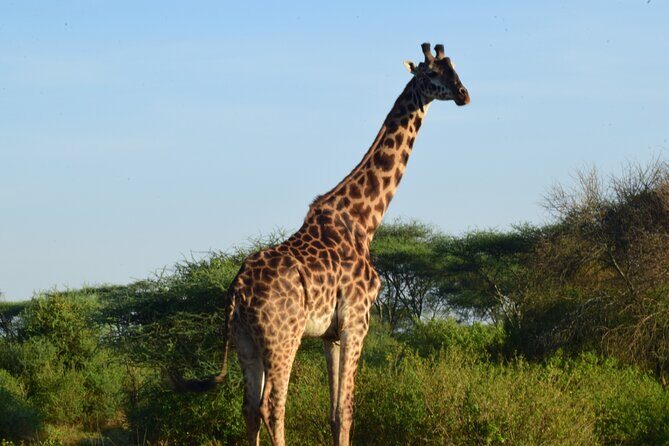 Best 5 days Tanzania midrange group joining safari tour - Authentic Experiences and Review Insights