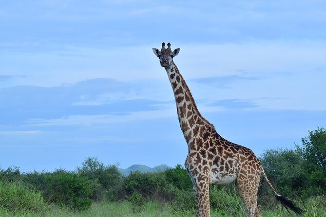 Best 5 days Tanzania midrange group joining safari tour - Final Thoughts