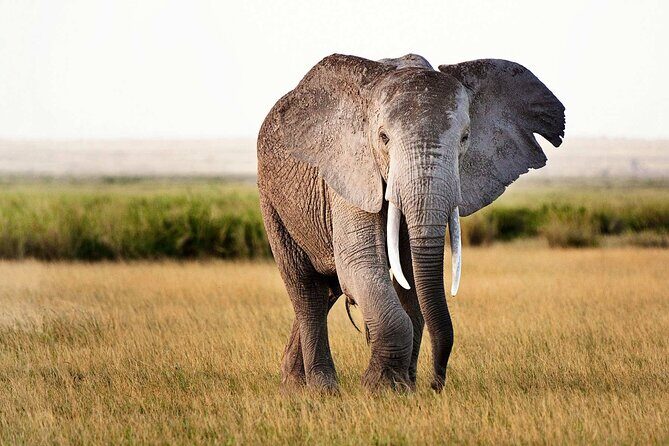 Best 5 Days Tanzania Private Luxury Safari with luxury Lodges - The Sum Up