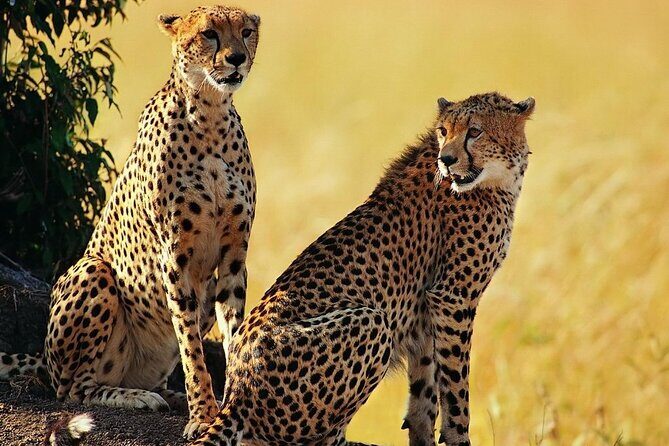 Best 5 Days Tanzania Private Luxury Safari with luxury Lodges - FAQ
