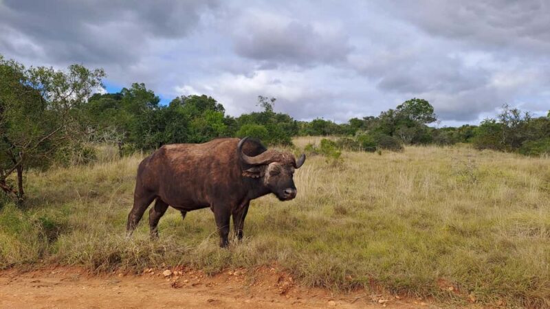 Best Addo Elephant park safari! - Discovering Addo Elephant National Park
