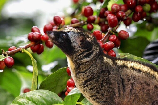 Best Bali Hidden Gems Waterfall with Less Tourist All Inlclusive - Final Thoughts: Who Should Consider This Tour?