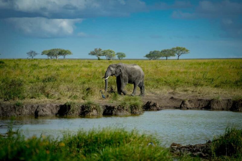 Best Big Five Safari Day Trip Ngorongoro Crater - Authentic Insights from Tour Feedback