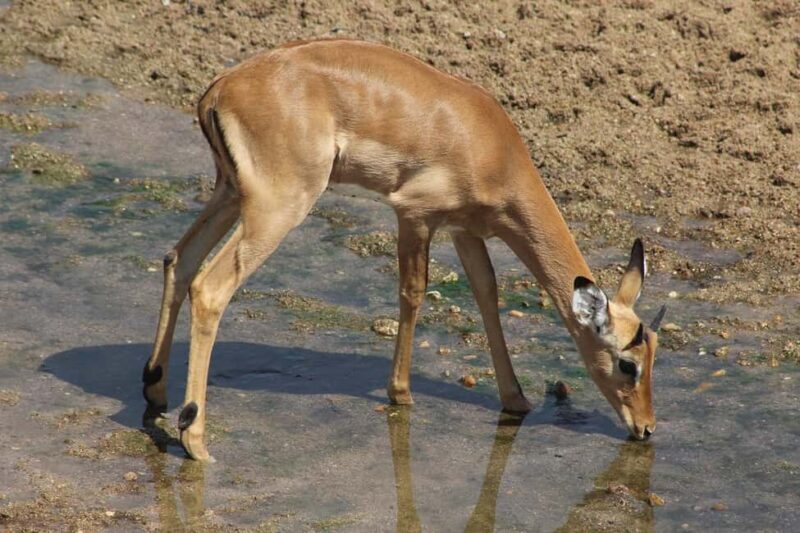 Best day trip safari from Zanzibar to Mikumi NP by flight - Key Points