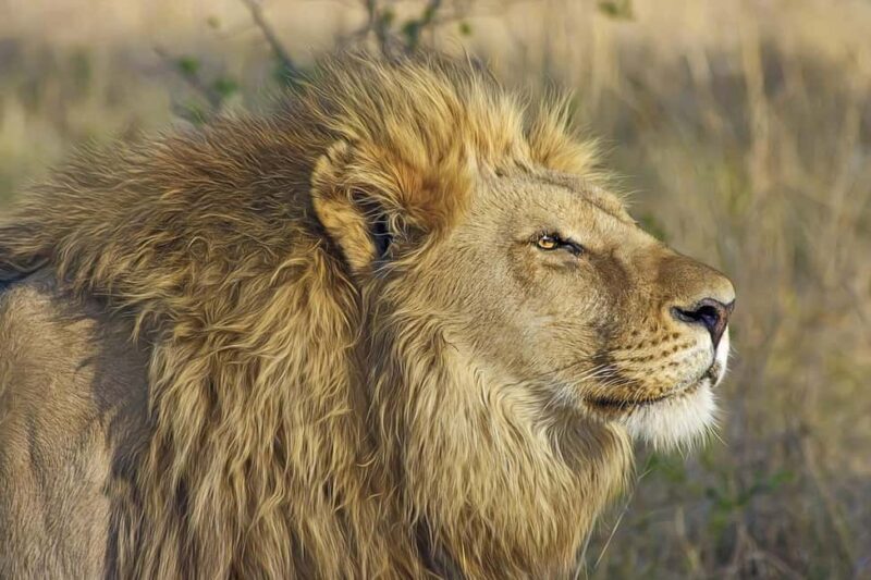 Best day trip safari from Zanzibar to Mikumi Park by flight - How the Day Unfolds