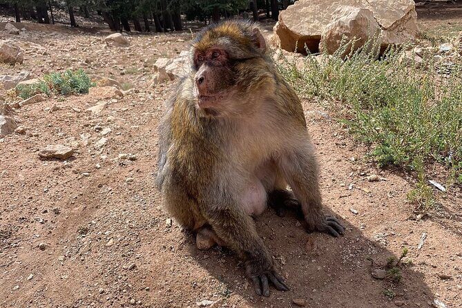 Best Fes to Merzouga Desert Tour 2 Days - The Value and What To Expect