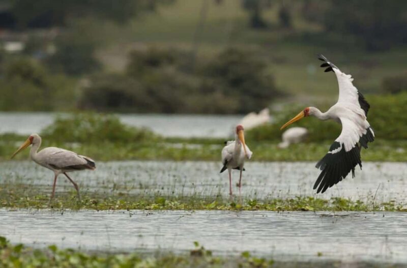 Best Hells Gate National Park & Lake Naivasha Day Tour - Key Points
