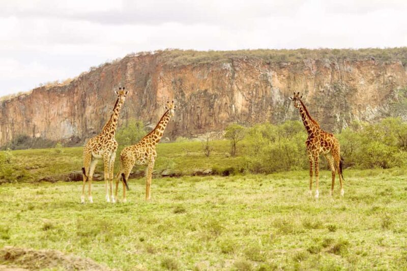 Best Hells Gate National Park & Lake Naivasha Day Tour - The Experience from a Traveler’s Perspective