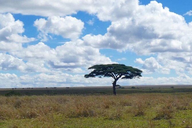 Best Ngorongoro crater Tanzania Safari 1- Day tour Experience - Meals & Water  