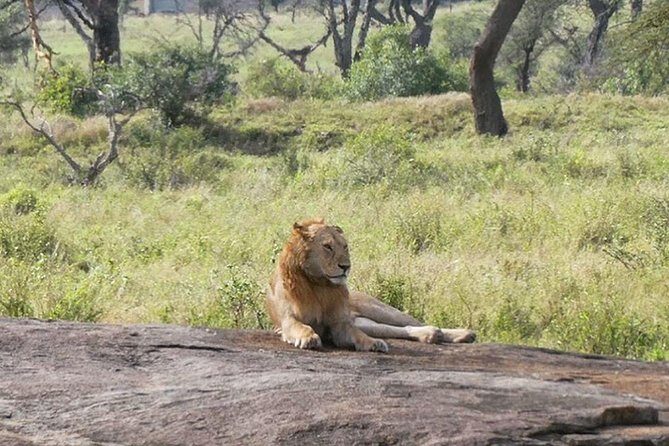 Best Ngorongoro crater Tanzania Safari 1- Day tour Experience - Pricing & Value  