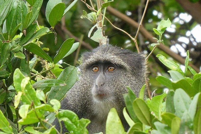Best Ngorongoro crater Tanzania Safari 1- Day tour Experience - The Sum Up  