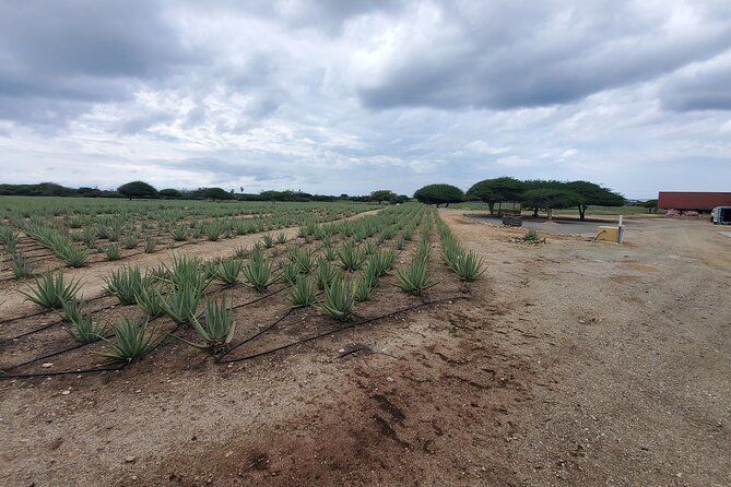 best-of-aruba-private-tours