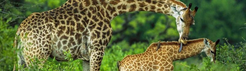 best of Arusha National Park Day Trip with Game Drive - Scenic Drive to the Park