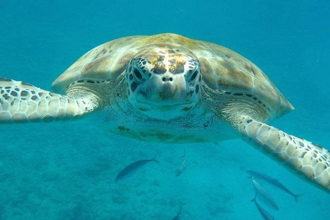 best-of-barbados-land-and-sea-tour