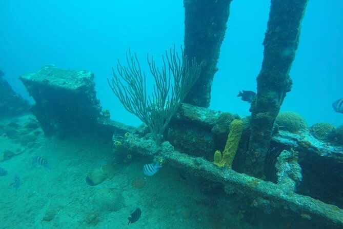 best-of-barbados-land-and-sea-tour