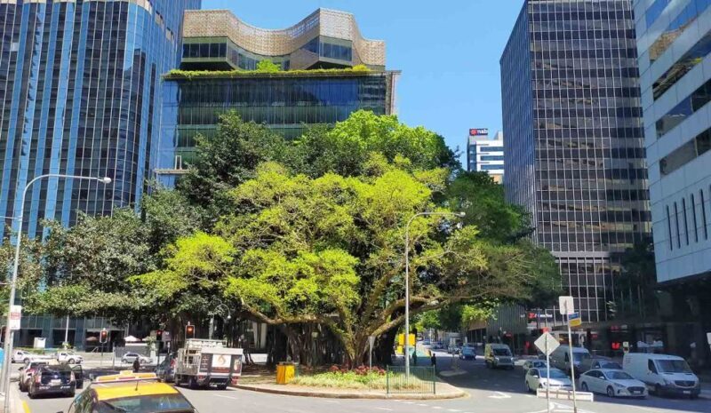 Best of Brisbane Walking Tour | Small Group & snack - Who Will Love This Tour?