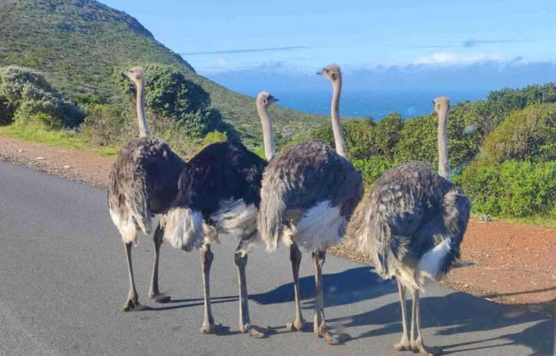 Best of Cape Private Tour Cape Point+Penguins+Table Mountain - The Sum Up