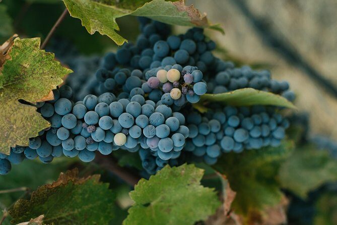 Best of Cape Town Wines - Cape Winelands Tour - Who Would Love This Experience?
