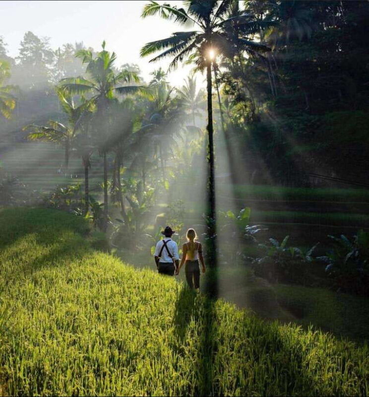 best-of-central-bali-holy-water-elephant-cave-rice-fields