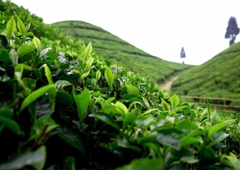 Best of Darjeeling (Guided Halfday Sightseeing Tour by Car) - Overview of the Tour Experience