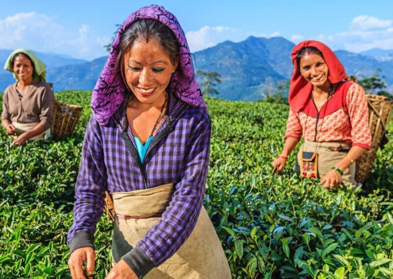 Best of Darjeeling (Guided Halfday Sightseeing Tour by Car) - What Could Be Better