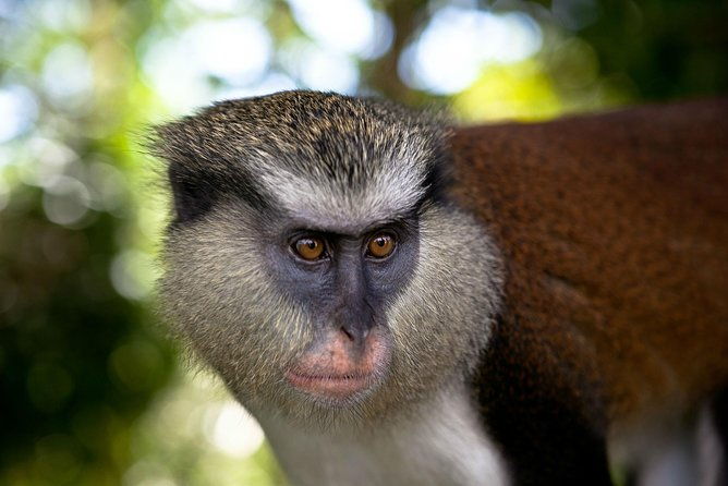 best-of-grenada-historical-spice-tour-and-annandale-waterfall