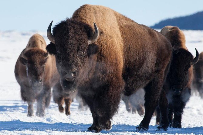 best-of-jackson-hole-wildlife-private-safari-tour
