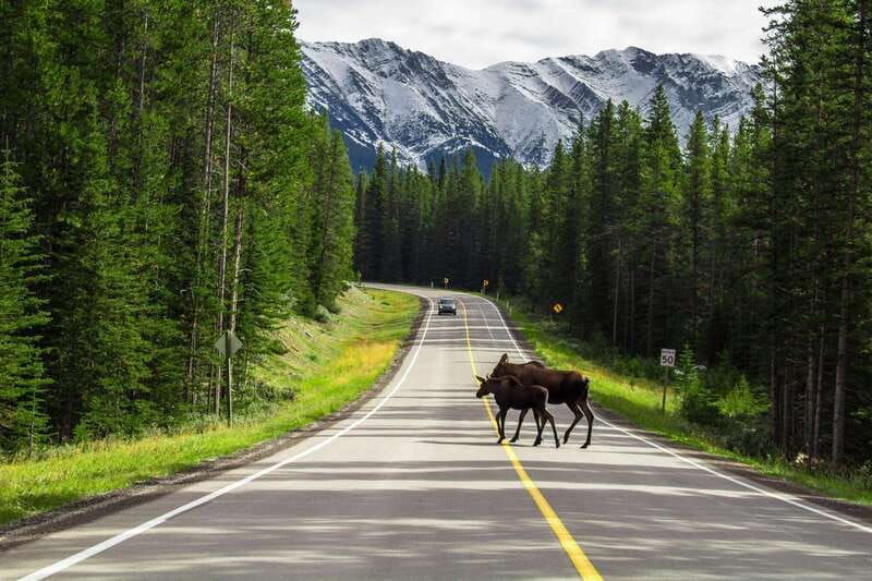 best-of-kananaskis-private-safari-tour-custom-nature-walk