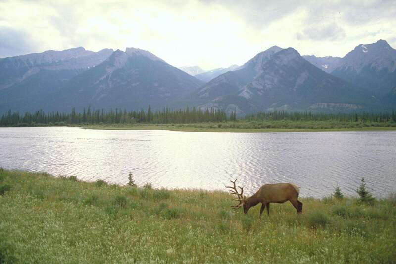 best-of-kananaskis-private-safari-tour-custom-nature-walk