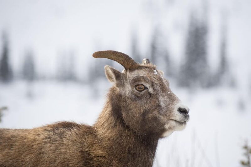 best-of-kananaskis-private-safari-tour-custom-nature-walk