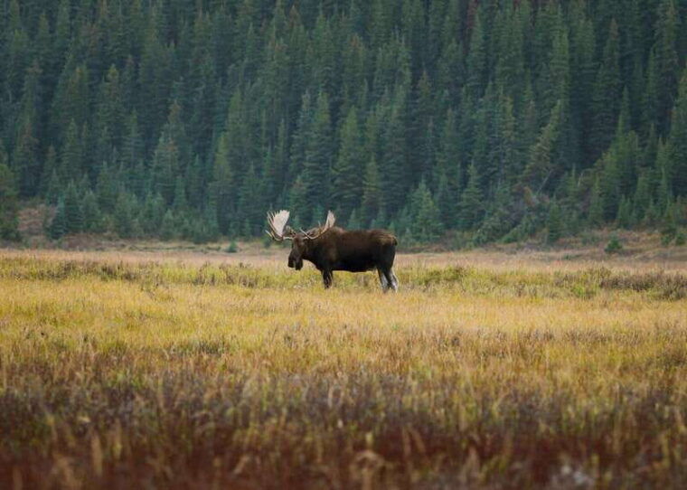 best-of-kananaskis-private-safari-tour-custom-nature-walk