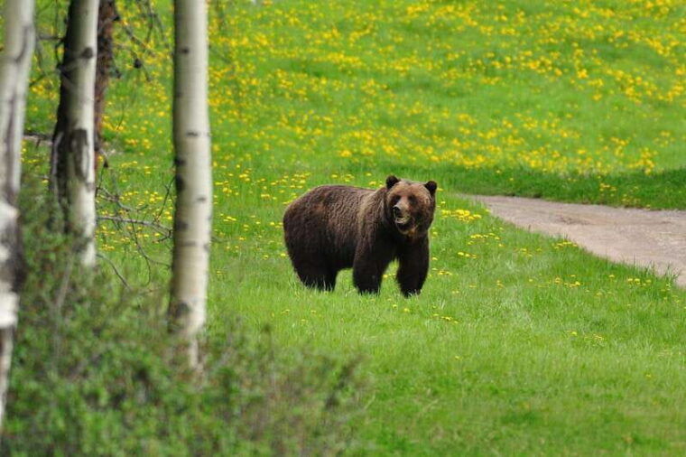 best-of-kananaskis-private-safari-tour-custom-nature-walk